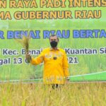 gubernur-riau-tanaman-padi-solusi