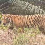 harimau-muncul-di-dermaga-pt-spa-se