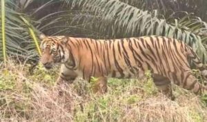 harimau-muncul-di-dermaga-pt-spa-se