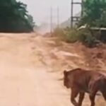 harimau-ukuran-besar-melintas-di-ja