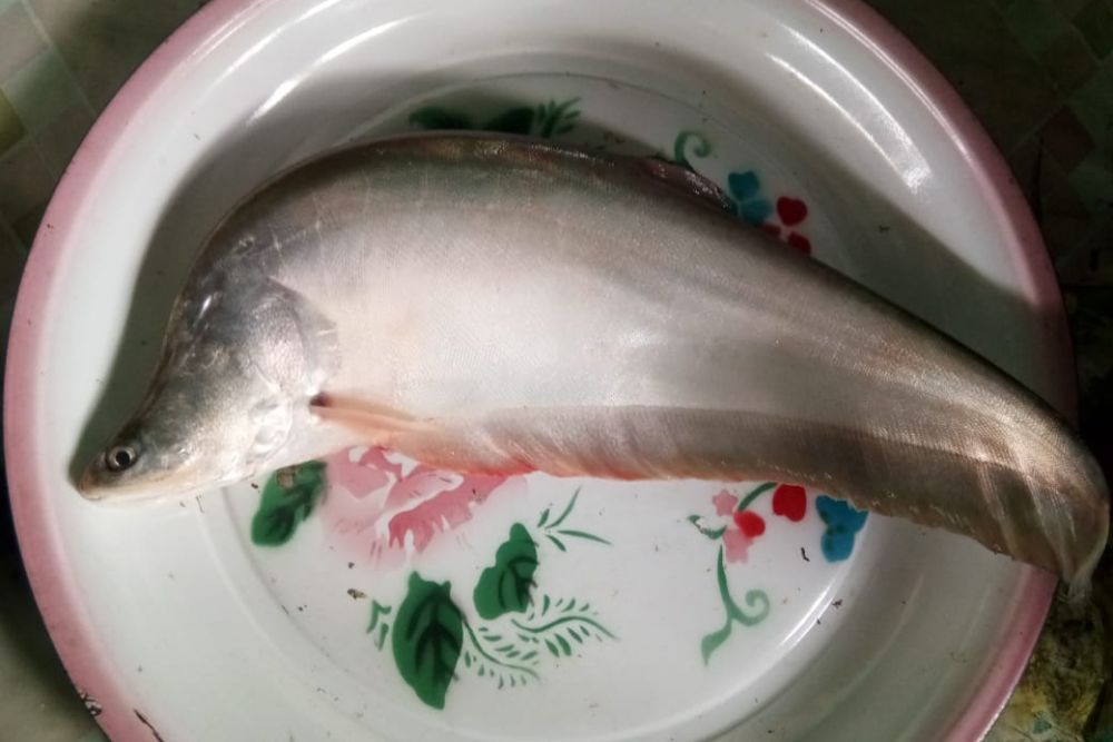 ikan-belida-dilarang-ditangkap-ini