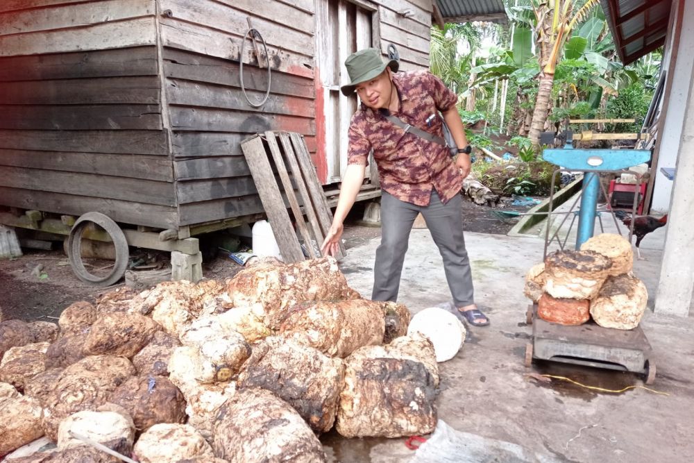 inilah-harga-bahan-olahan-karet-di