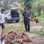 kabar-gembira-petani-riau-harga-tb