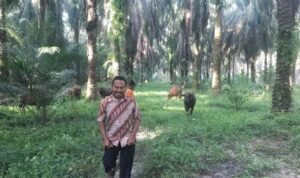 pandemi-corona-bisnis-sapi-setyono
