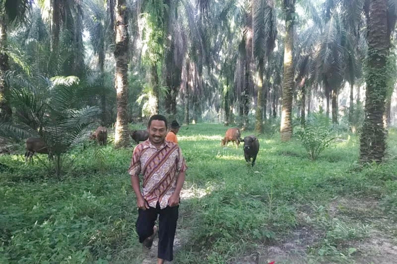 pandemi-corona-bisnis-sapi-setyono