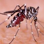 perluasan-pemeriksaan-malaria-di-k