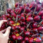 polisi-tangkap-pencuri-sawit-670-kg
