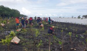 rehabilitasi-mangrove-pulihkan-ling