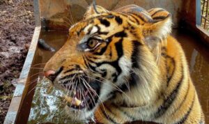 remaja-di-siak-diterkam-harimau