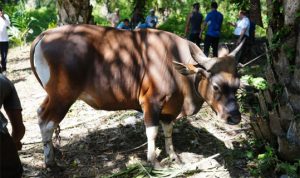 sapi