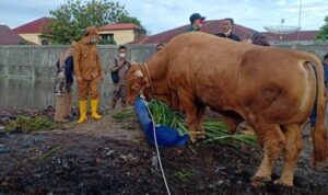 sapi-kurban-presiden-jokowi-di-riau