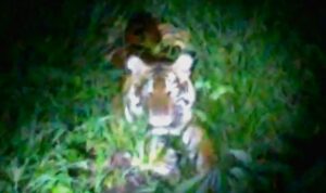 seekor-harimau-muncul-pemukiman-war