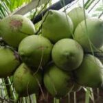 selain-karet-dan-kelapa-sawit-yuk