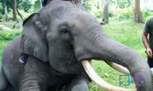 selamatkan-gajah-sumatra-bumn-sumb