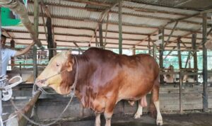stok-sapi-kurban-di-pekanbaru-capai