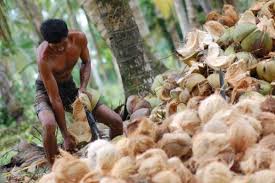 turun-berikut-harga-kelapa-di-riau